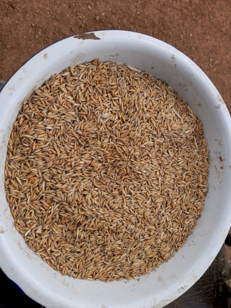 25m/t 2021 Season Feed Oats