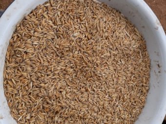 25m/t 2021 Season Feed Oats