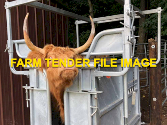 WANTED Cattle Crush For Miniature Highland Cattle With Horns