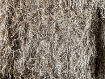 Shaftal Clover Straw