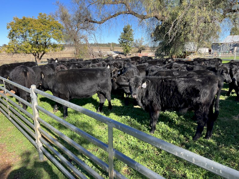 80 x Angus Heifers