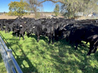 80 x Angus Heifers