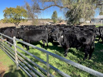80 x Angus Heifers