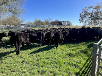 80 x Angus Heifers