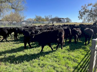 80 x Angus Heifers