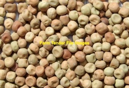 40 mt Field Peas