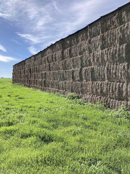 115mt Vetch Hay 580kg 8x4x3 Bales