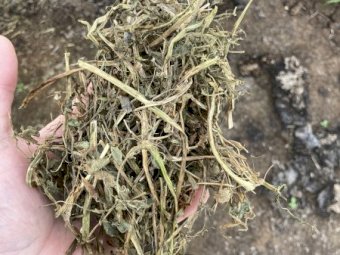 115mt Vetch Hay 580kg 8x4x3 Bales