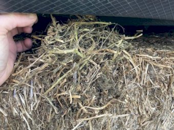 115mt Vetch Hay 580kg 8x4x3 Bales