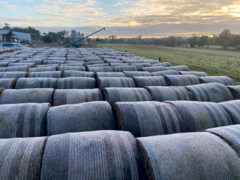 200 x Vetch Hay 325-350kg 5x4 Round Bales