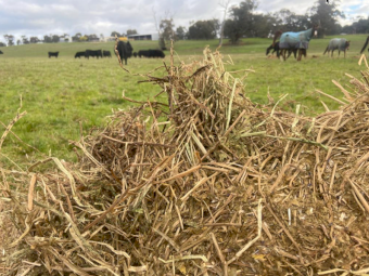 200 x Vetch Hay 325-350kg 5x4 Round Bales