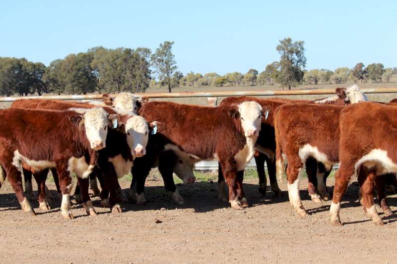 24 X Poll Hereford Steers