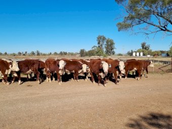 24 X Poll Hereford Steers