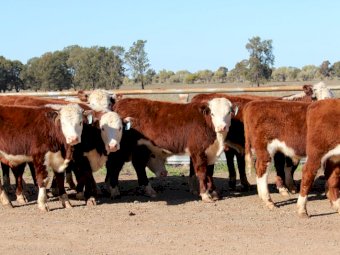 24 X Poll Hereford Steers