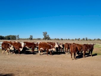 24 X Poll Hereford Steers