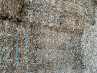 Wheaten Straw Small Squares in 21 Bale Barron Packs