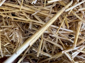 Wheaten Straw Small Squares in 21 Bale Barron Packs