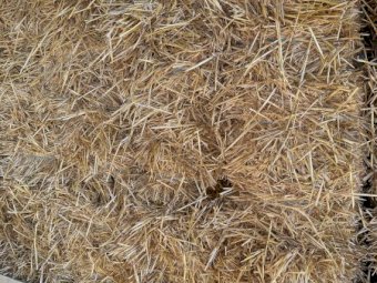 Wheaten Straw Small Squares in 21 Bale Barron Packs