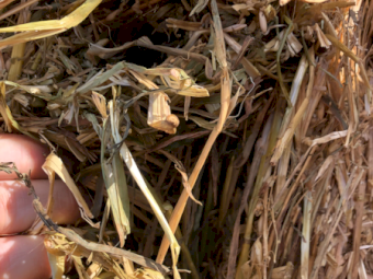 500mt Oaten Hay 650kg 8x4x3 Bales