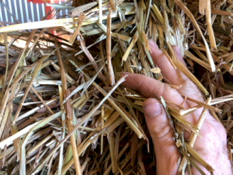 500mt Oaten Hay 650kg 8x4x3 Bales