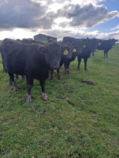Angus Weaner Heifers x 7