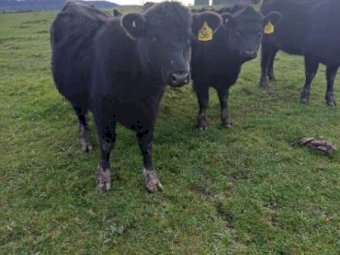 Angus Weaner Heifers x 7