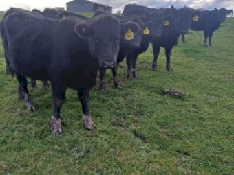 Angus Weaner Heifers x 7
