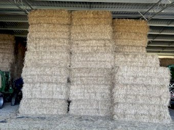 Windrowed Wheaten Hay