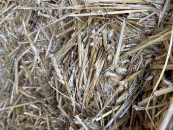 Windrowed Wheaten Hay