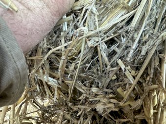 Windrowed Wheaten Hay