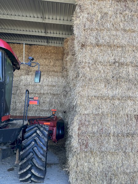 Windrowed Barley Hay
