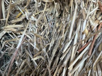 Windrowed Barley Hay