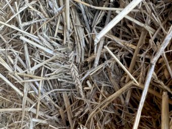Windrowed Barley Hay