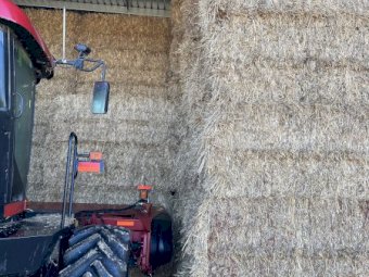 Windrowed Barley Hay
