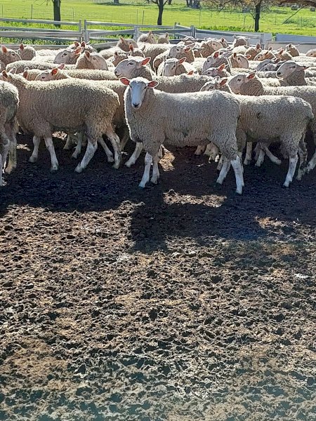 Pure Bred Border Leicester