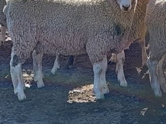 Pure Bred Border Leicester