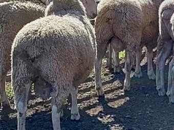 Pure Bred Border Leicester