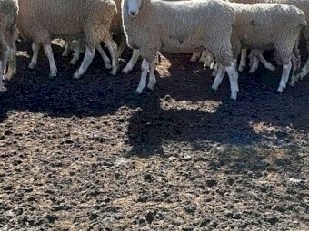 Pure Bred Border Leicester