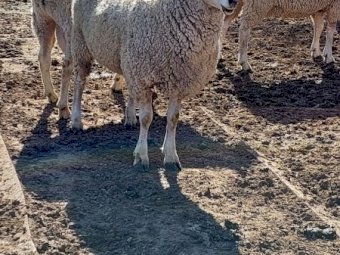 2021 Pure Bred Border Leicester Flock Rams