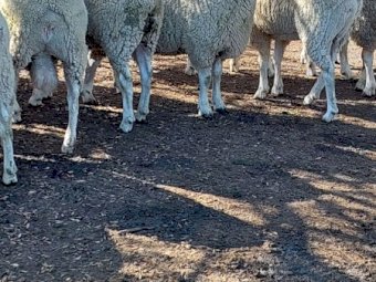 2021 Pure Bred Border Leicester Flock Rams