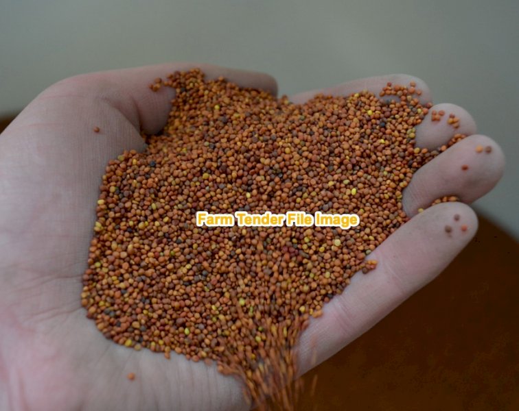 Persian clover seed seconds