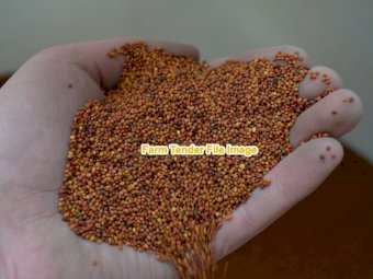 Persian clover seed seconds