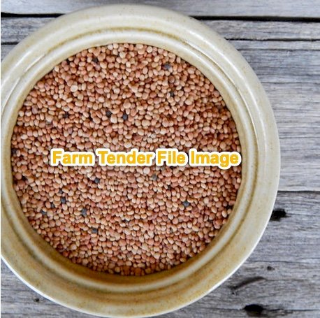 Woogenellup sub clover seconds