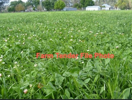 100 mt Clover Tops 8x4x3 Bales