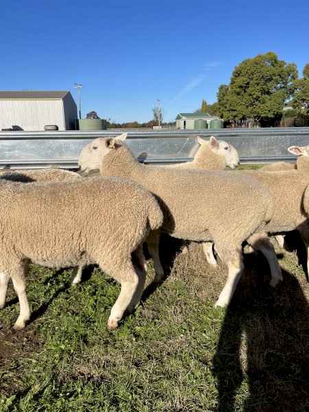 July / August 2021 drop Border Leicester Rams.