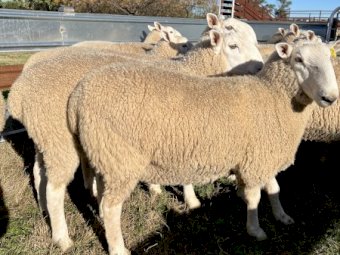 July / August 2021 drop Border Leicester Rams.