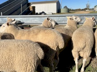 July / August 2021 drop Border Leicester Rams.