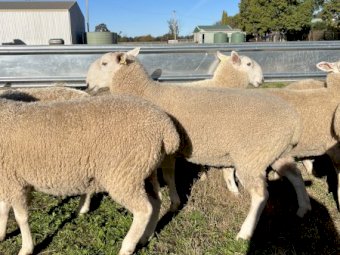 July / August 2021 drop Border Leicester Rams.
