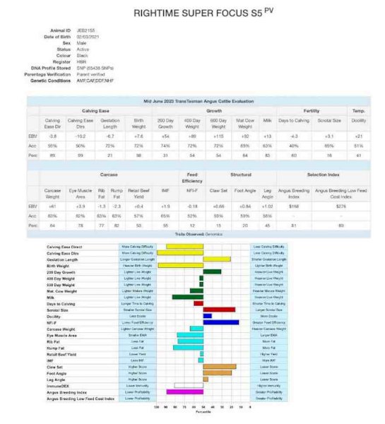 Registered Angus Bull