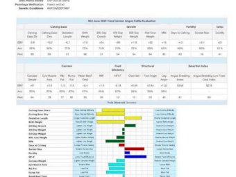 Registered Angus Bull